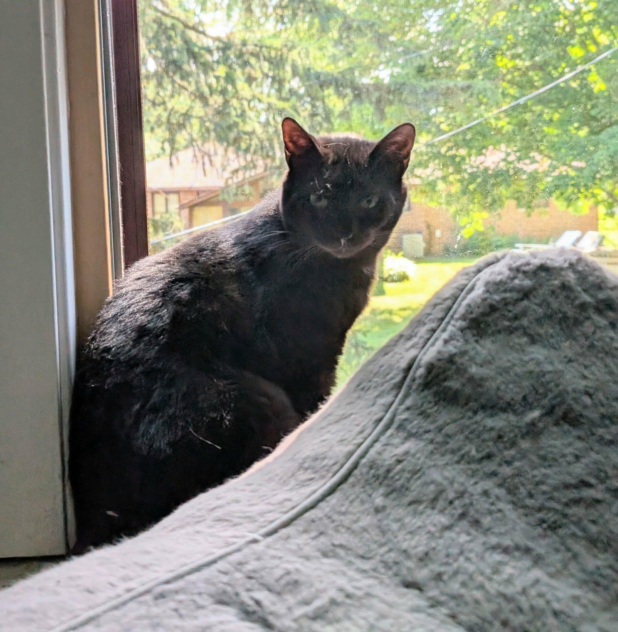 Wednesday , ADOPTABLE, Adult Female Domestic Short Hair.