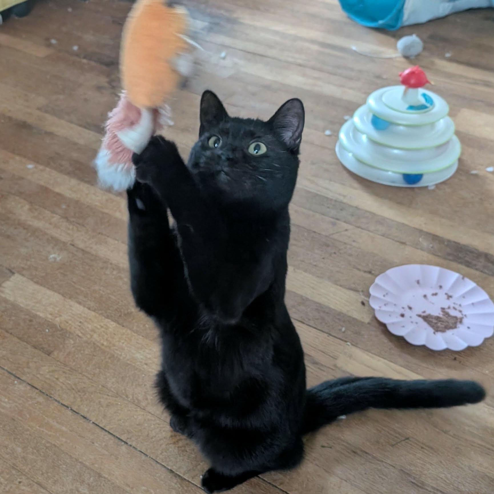 Enlarge Wednesday , a ADOPTABLE Domestic Short Hair in Battle Creek, MI image 3/3