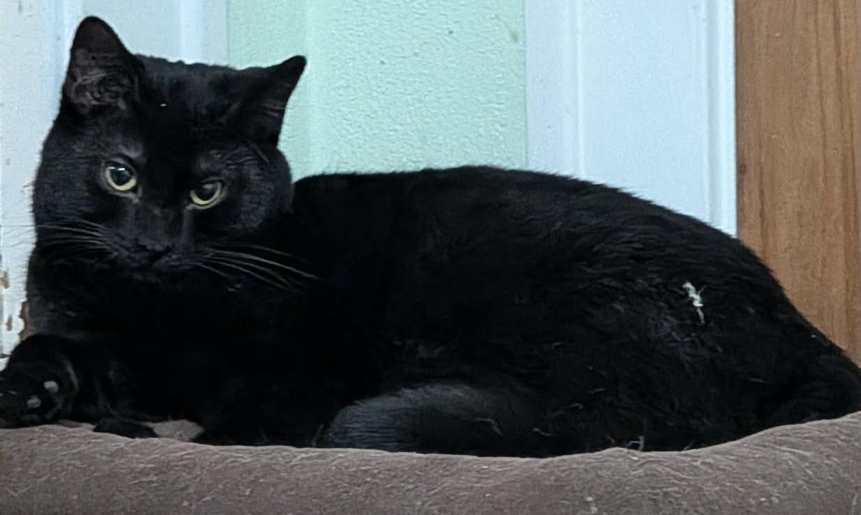 Wednesday , ADOPTABLE, Young Female Domestic Short Hair.