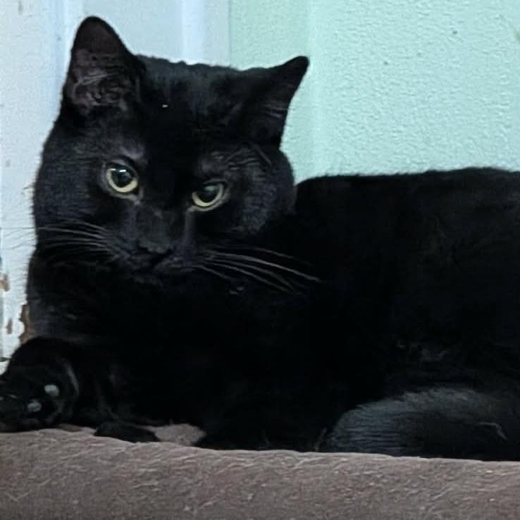 Enlarge Wednesday , a ADOPTABLE Domestic Short Hair in Battle Creek, MI image 2/3