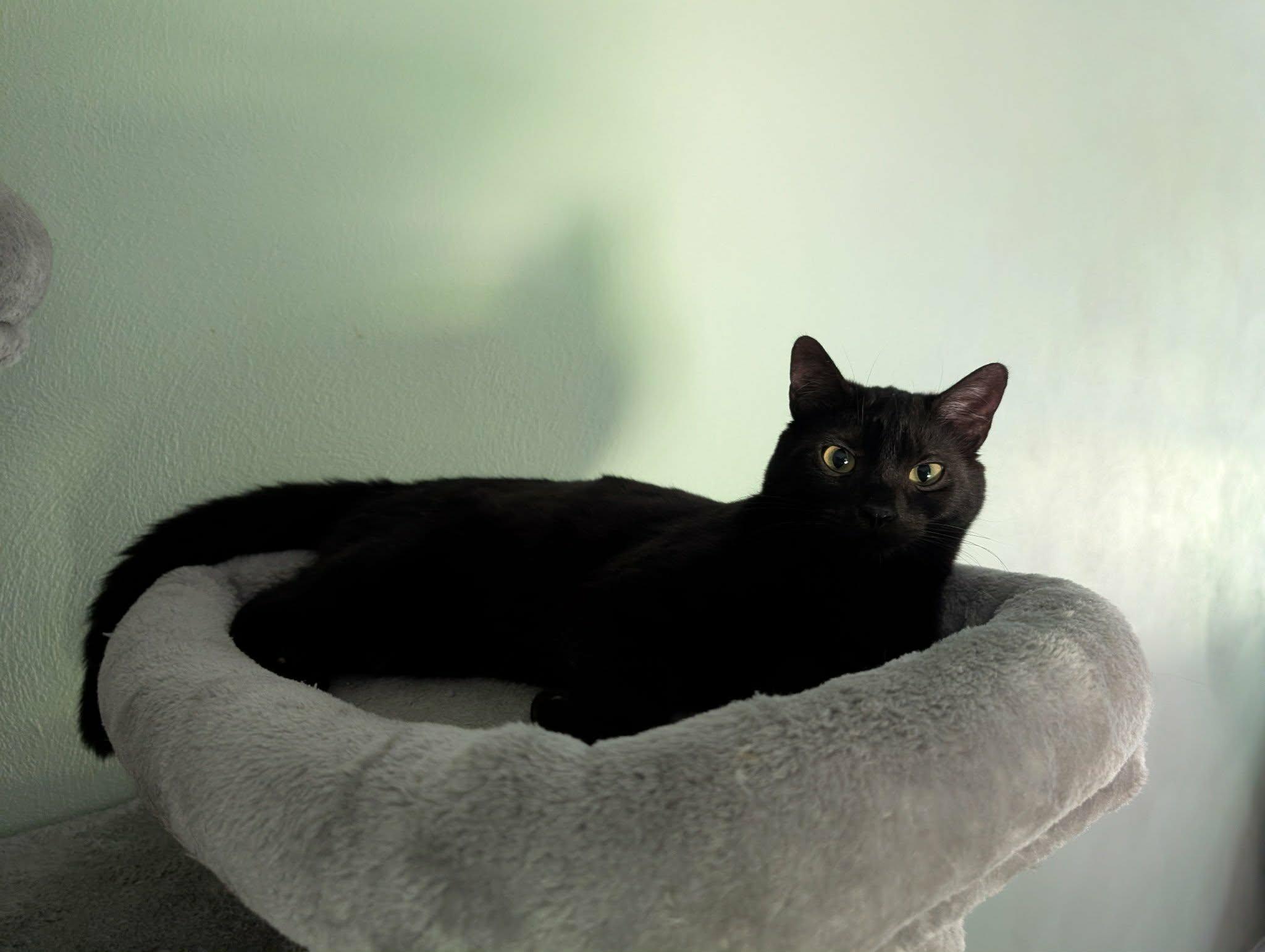 Enlarge Wednesday , a ADOPTABLE Domestic Short Hair in Battle Creek, MI image 4/4