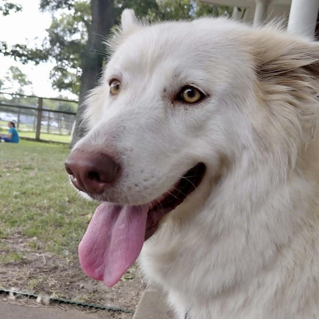 Enlarge Akira, a Adoptable mixed breed in Niagara Falls, NY image 5/6