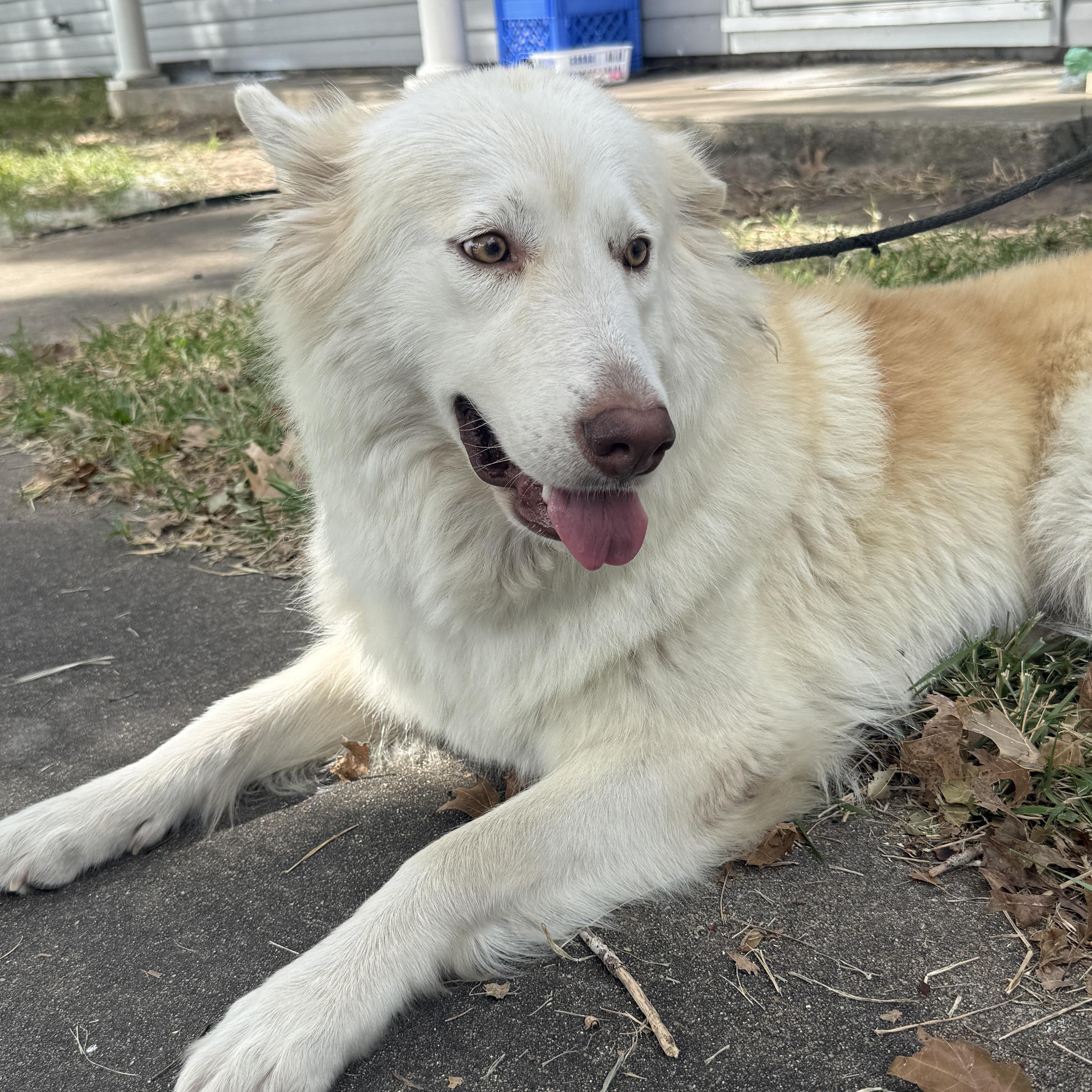 Enlarge Akira, a Adoptable mixed breed in Niagara Falls, NY image 1/6