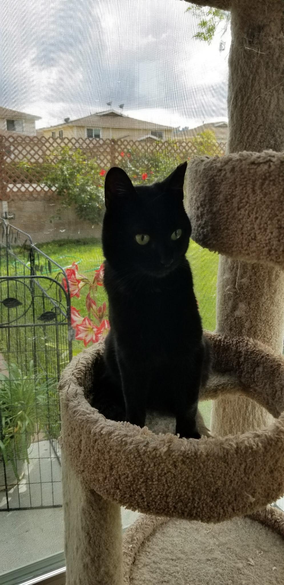Raven, Adoptable, Adult Male Domestic Short Hair.