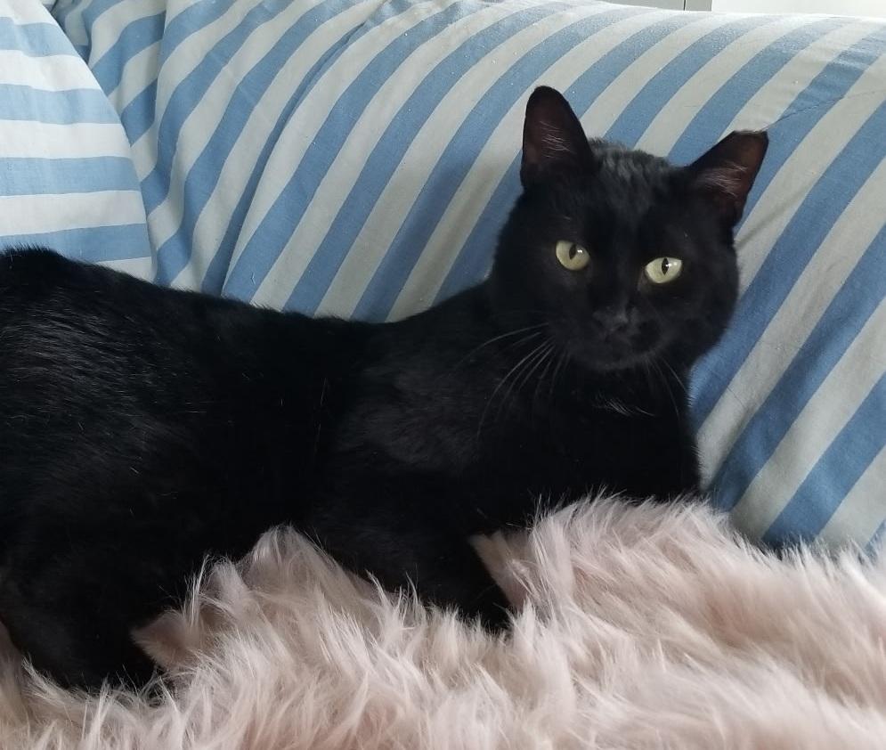 Raven, a Adoptable Domestic Short Hair in Fullerton, CA image 2/6