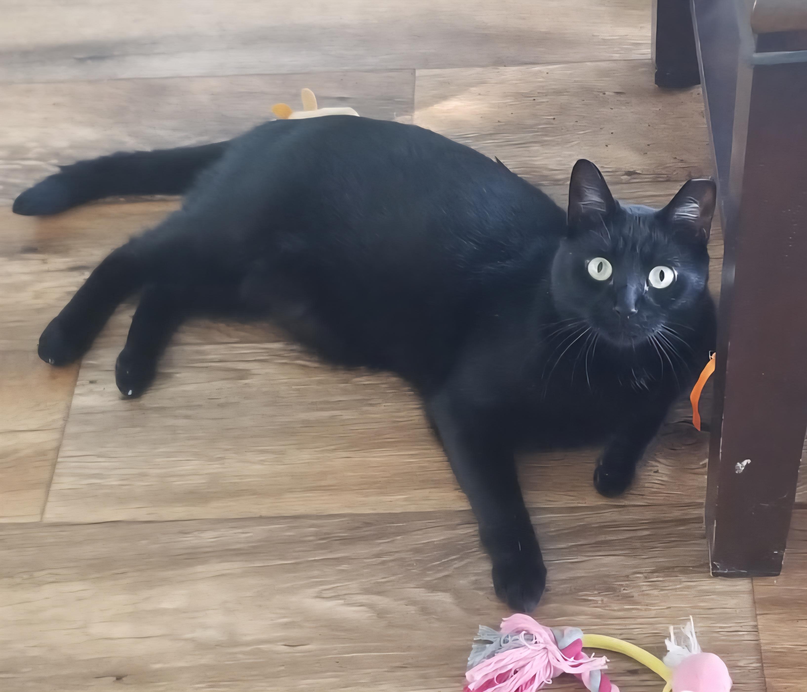 Raven, a Adoptable Domestic Short Hair in Fullerton, CA image 3/6