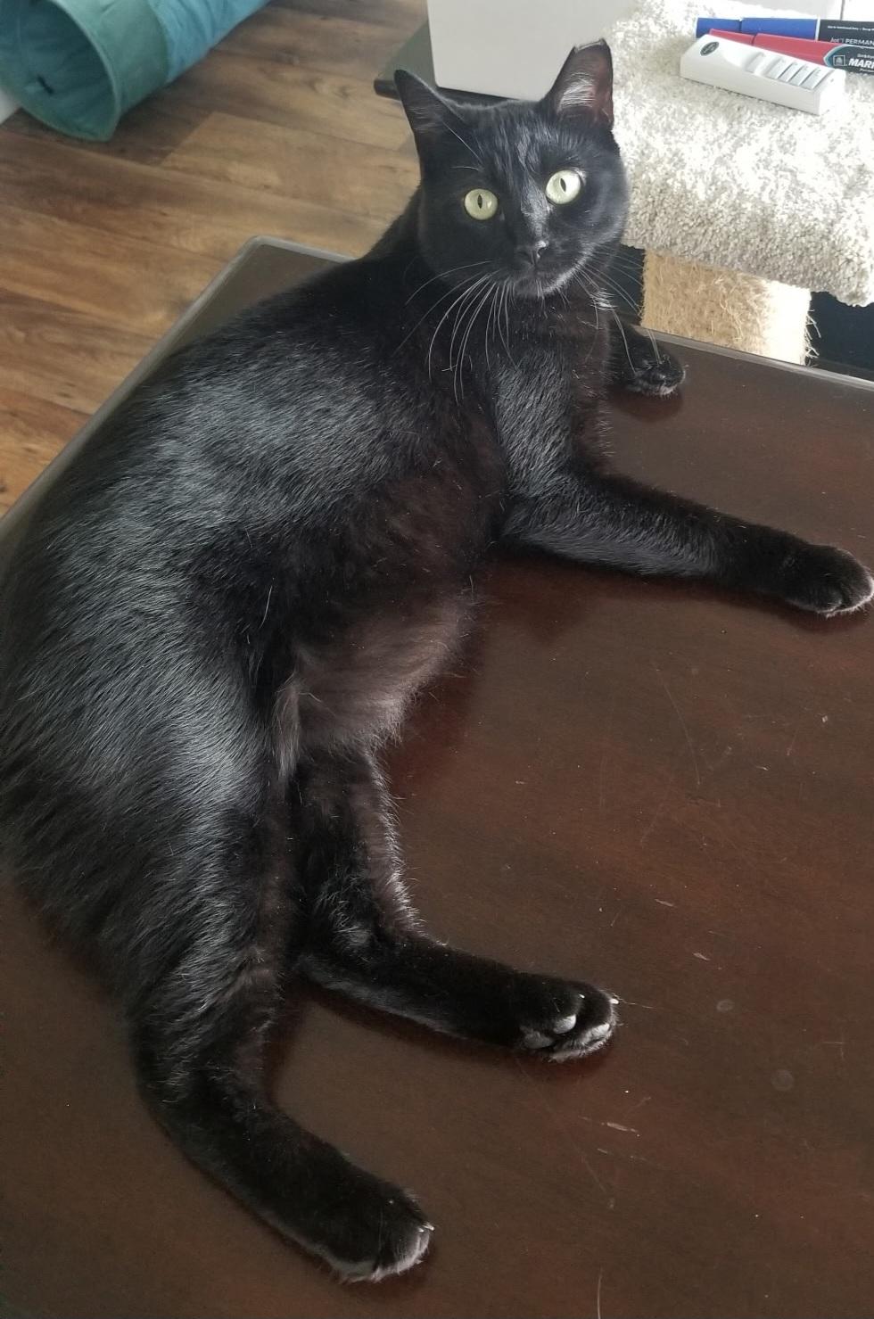 Raven, a Adoptable Domestic Short Hair in Fullerton, CA image 4/6