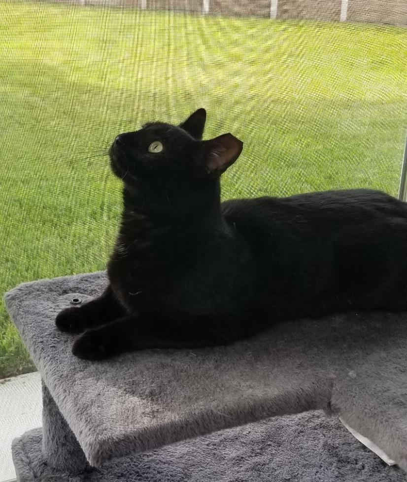 Raven, a Adoptable Domestic Short Hair in Fullerton, CA image 5/6