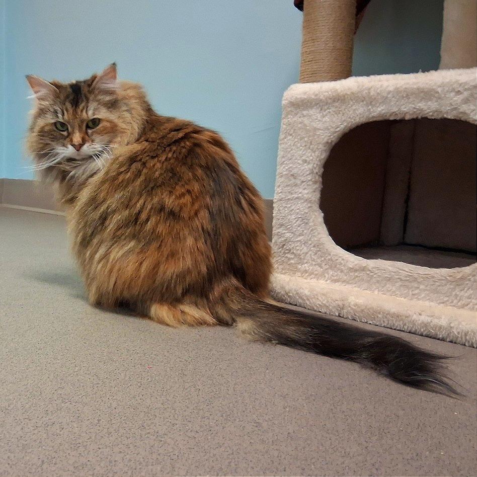 Tuffy, Adoptable, Senior Female Domestic Long Hair.