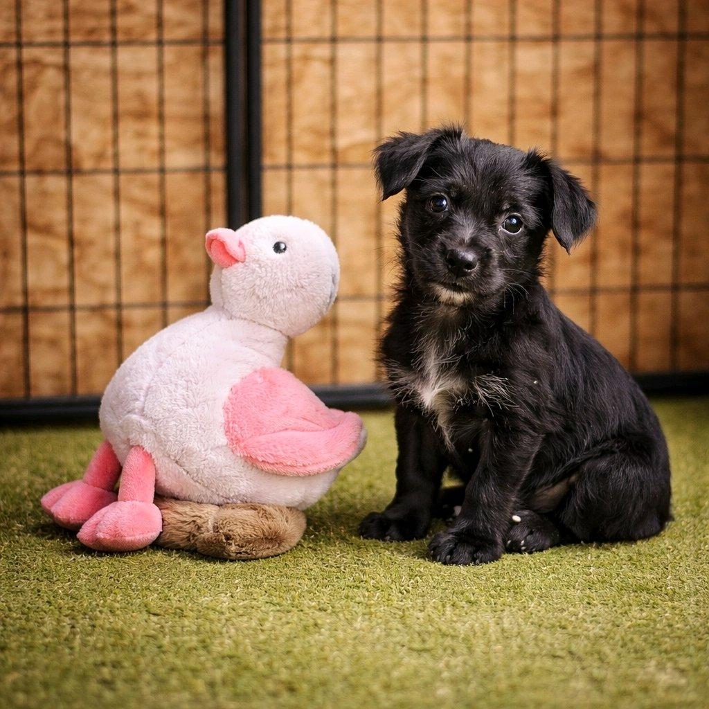 O'Neal, ADOPTABLE, Puppy Male Labrador Retriever & Patterdale Terrier / Fell Terrier.