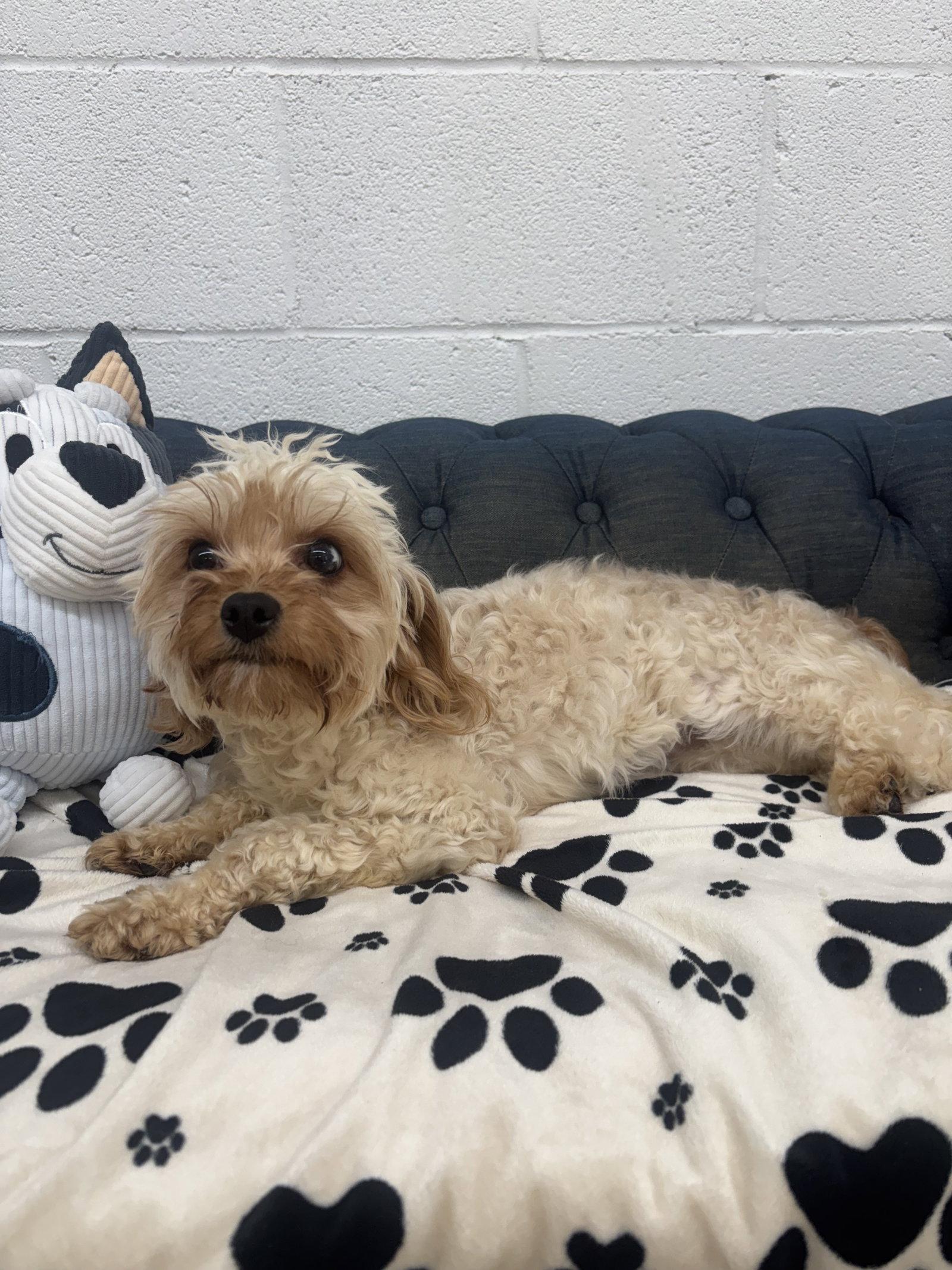 Nala, Adoptable, Young Female Yorkshire Terrier & Poodle.