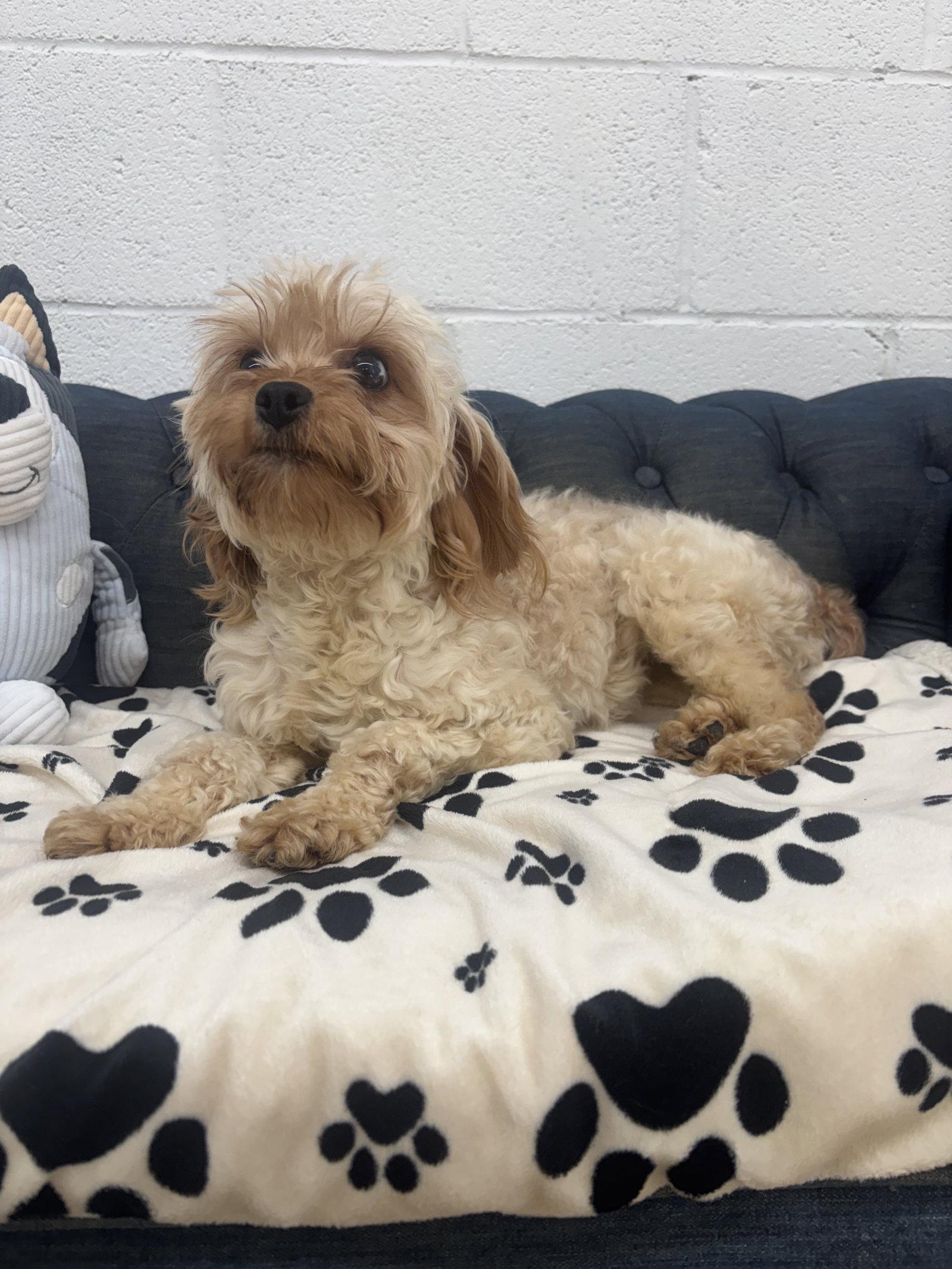 Enlarge Nala, a Adoptable mixed breed in York, SC image 2/3