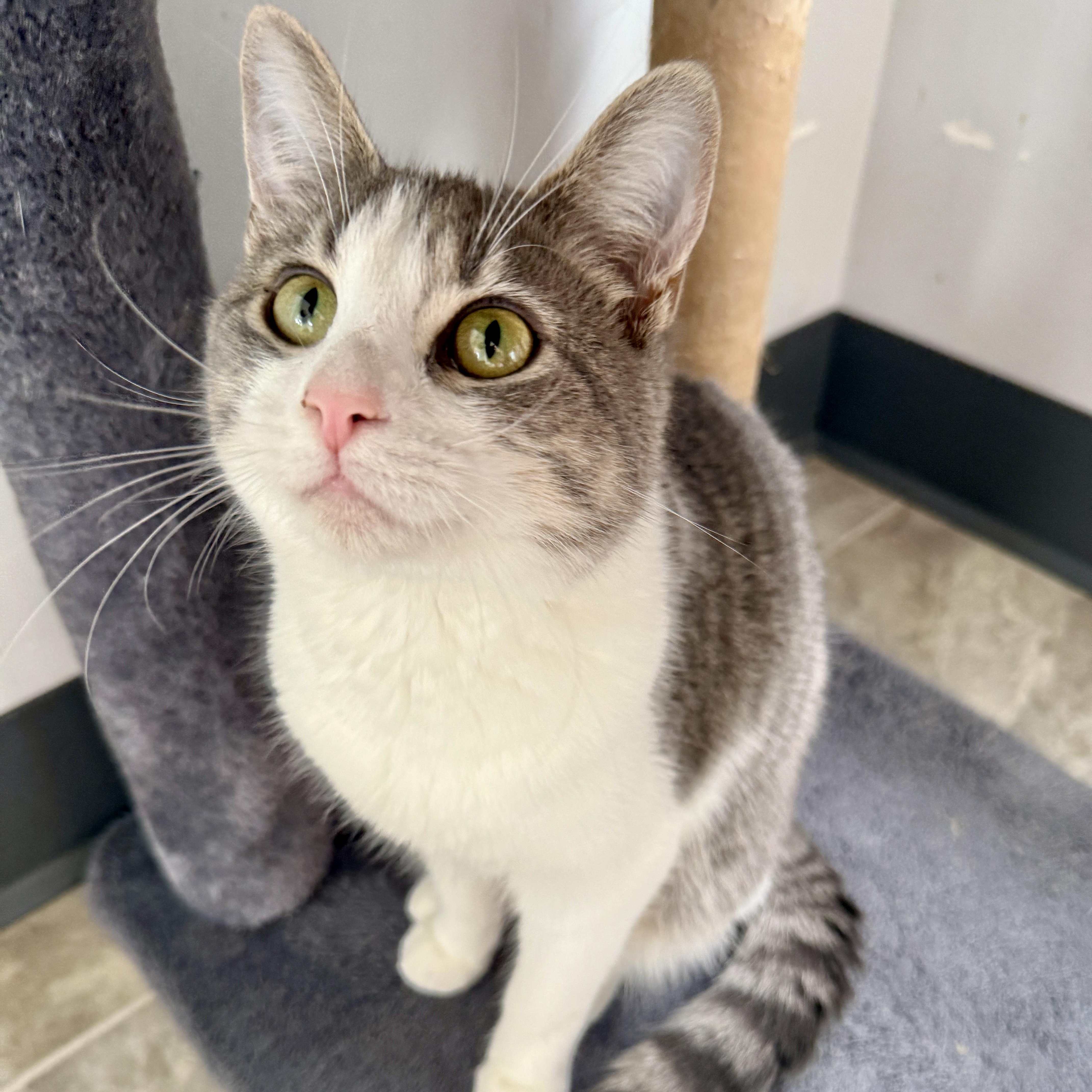 Enlarge Sweet Hope, a Adoptable Tabby in Beaufort, MO image 3/6