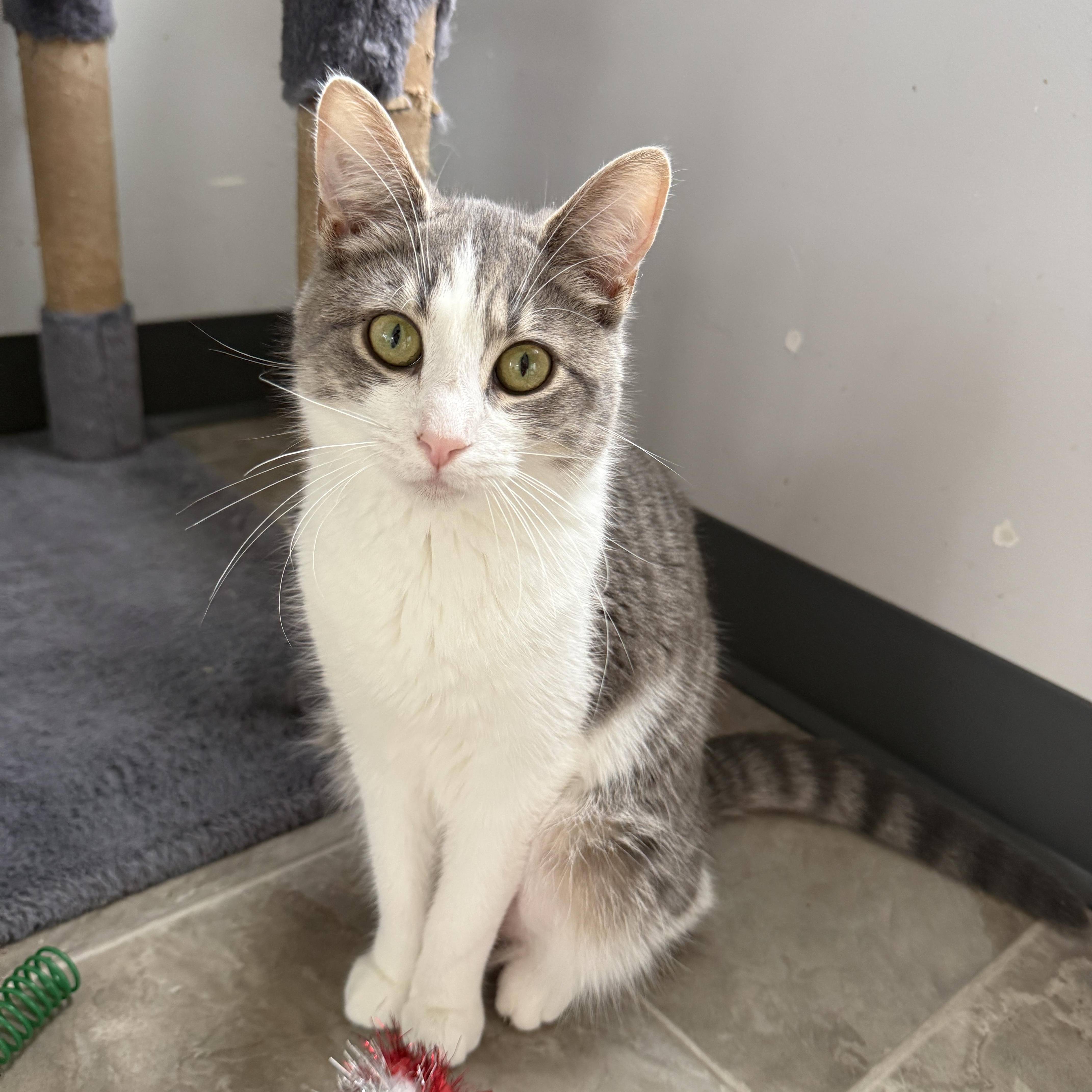 Enlarge Sweet Hope, a Adoptable Tabby in Beaufort, MO image 6/6