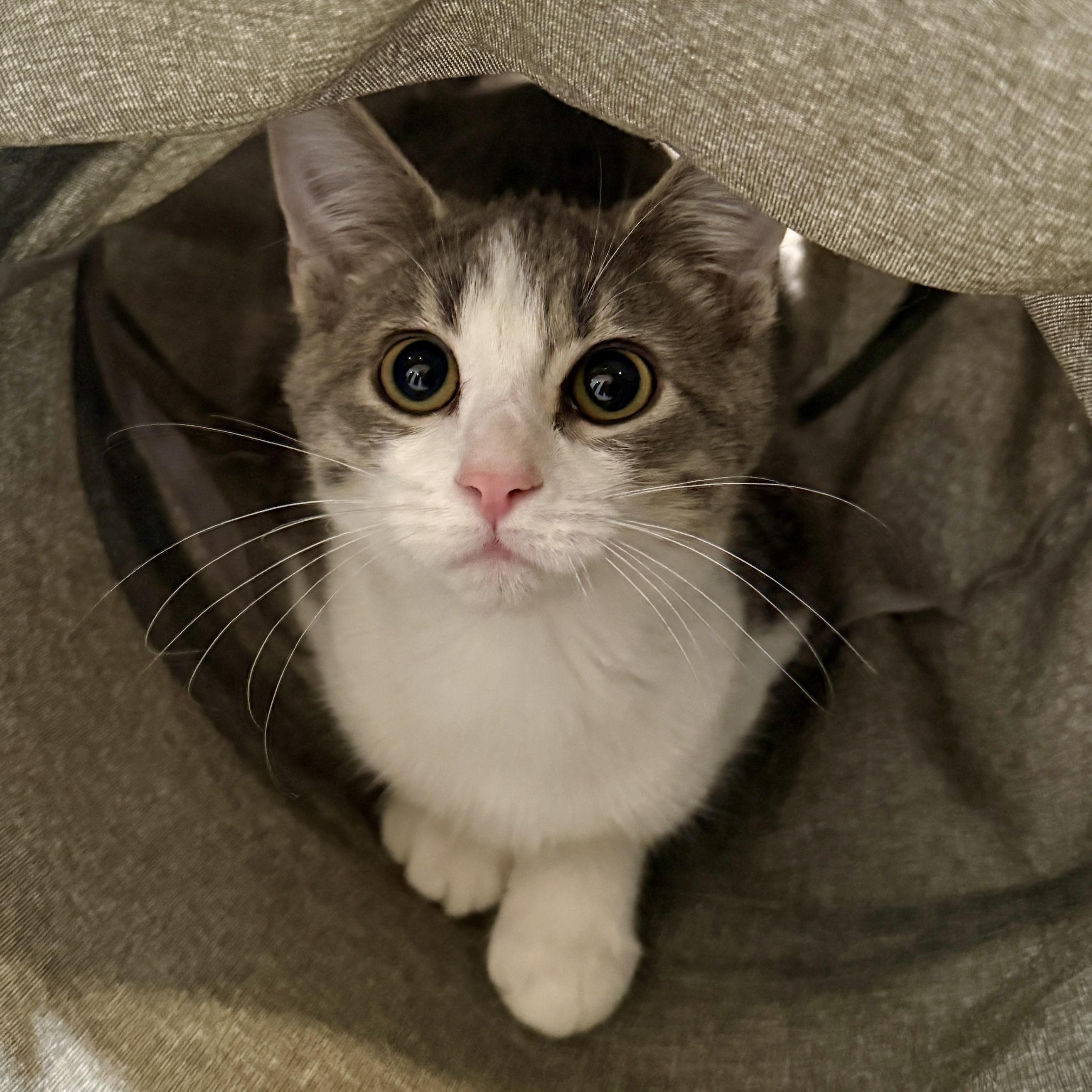 Enlarge Sweet Hope, a Adoptable Tabby in Beaufort, MO image 5/6