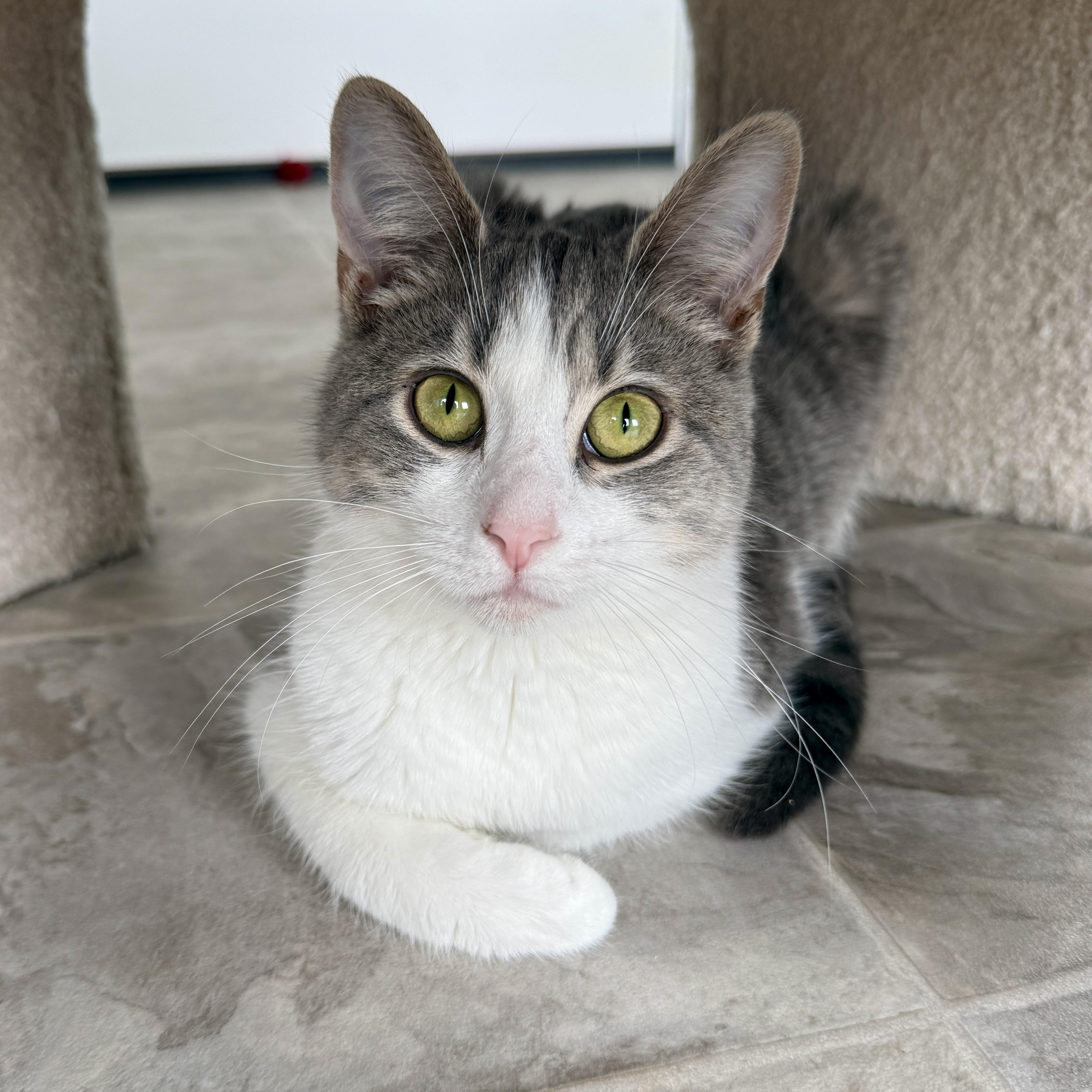 Enlarge Sweet Hope, a Adoptable Tabby in Beaufort, MO image 1/6
