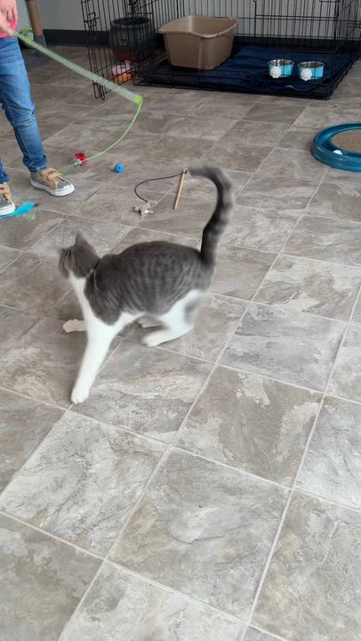 Enlarge Sweet Hope, a Adoptable Tabby in Beaufort, MO video 2/6