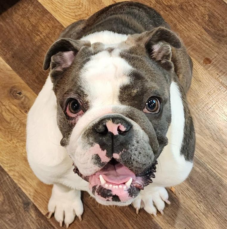 Enlarge Maxwell, an adopted English Bulldog in Mead, CO image 2/4