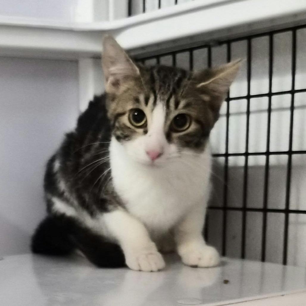 Enlarge Sweet Potato, a Adoptable Domestic Medium Hair in Las Cruces, NM image 1/2
