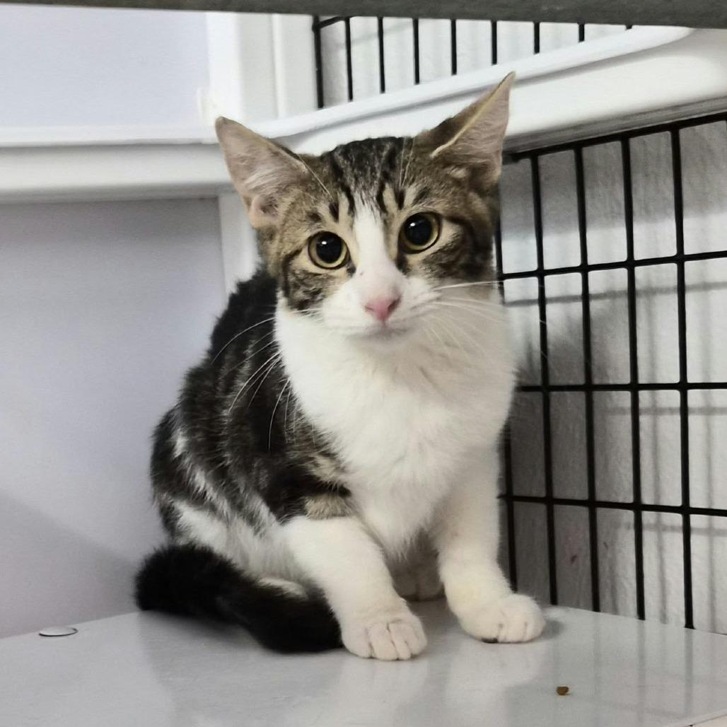 Enlarge Sweet Potato, a Adoptable Domestic Medium Hair in Las Cruces, NM image 2/2