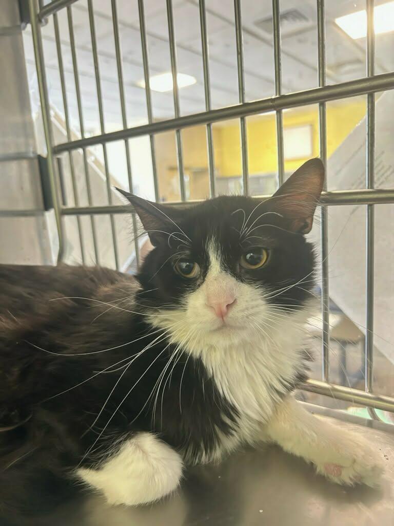 Julian, Adoptable, Adult Male Domestic Medium Hair.