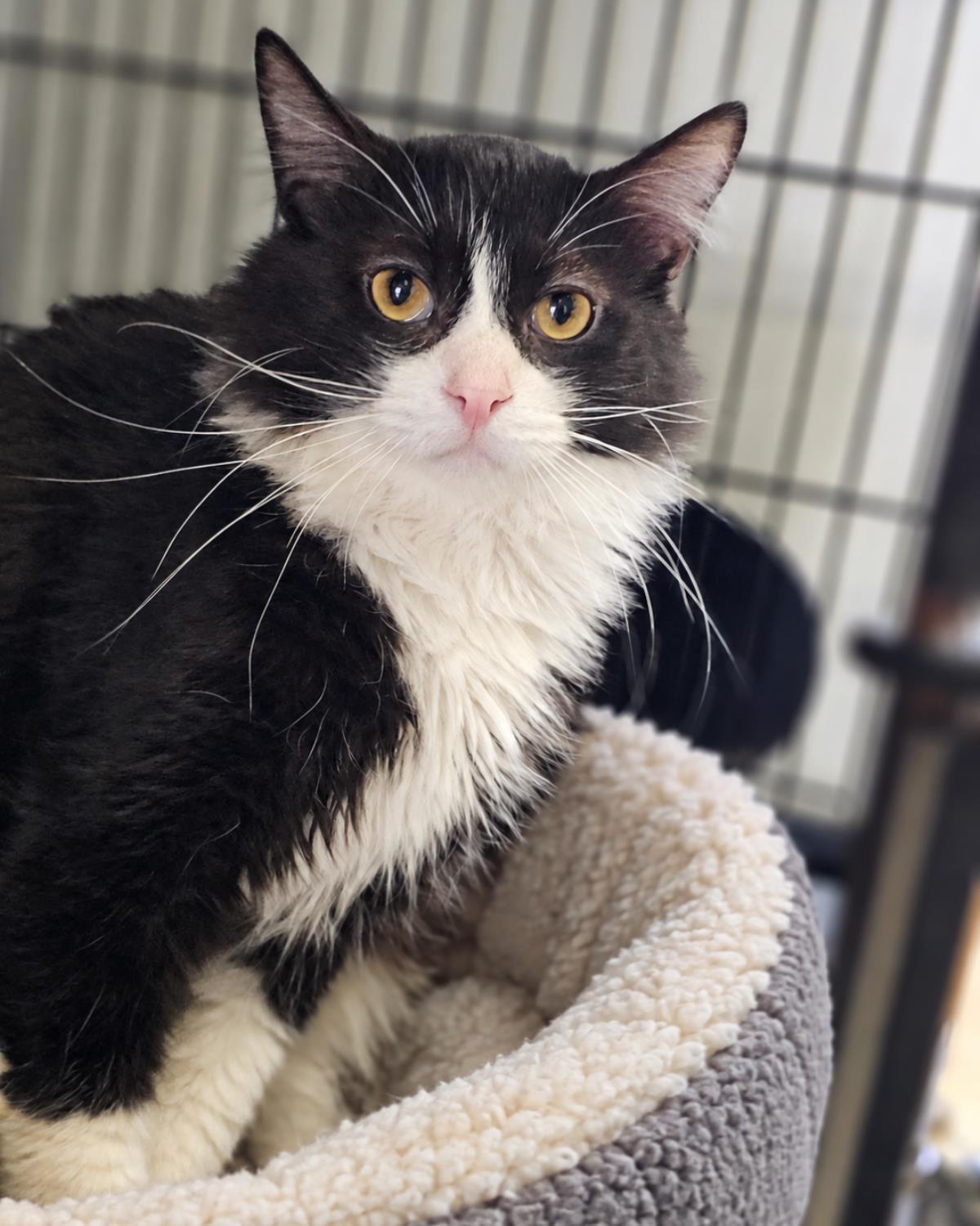Enlarge Julian, a Adoptable Domestic Medium Hair in Rockwall, TX image 2/3