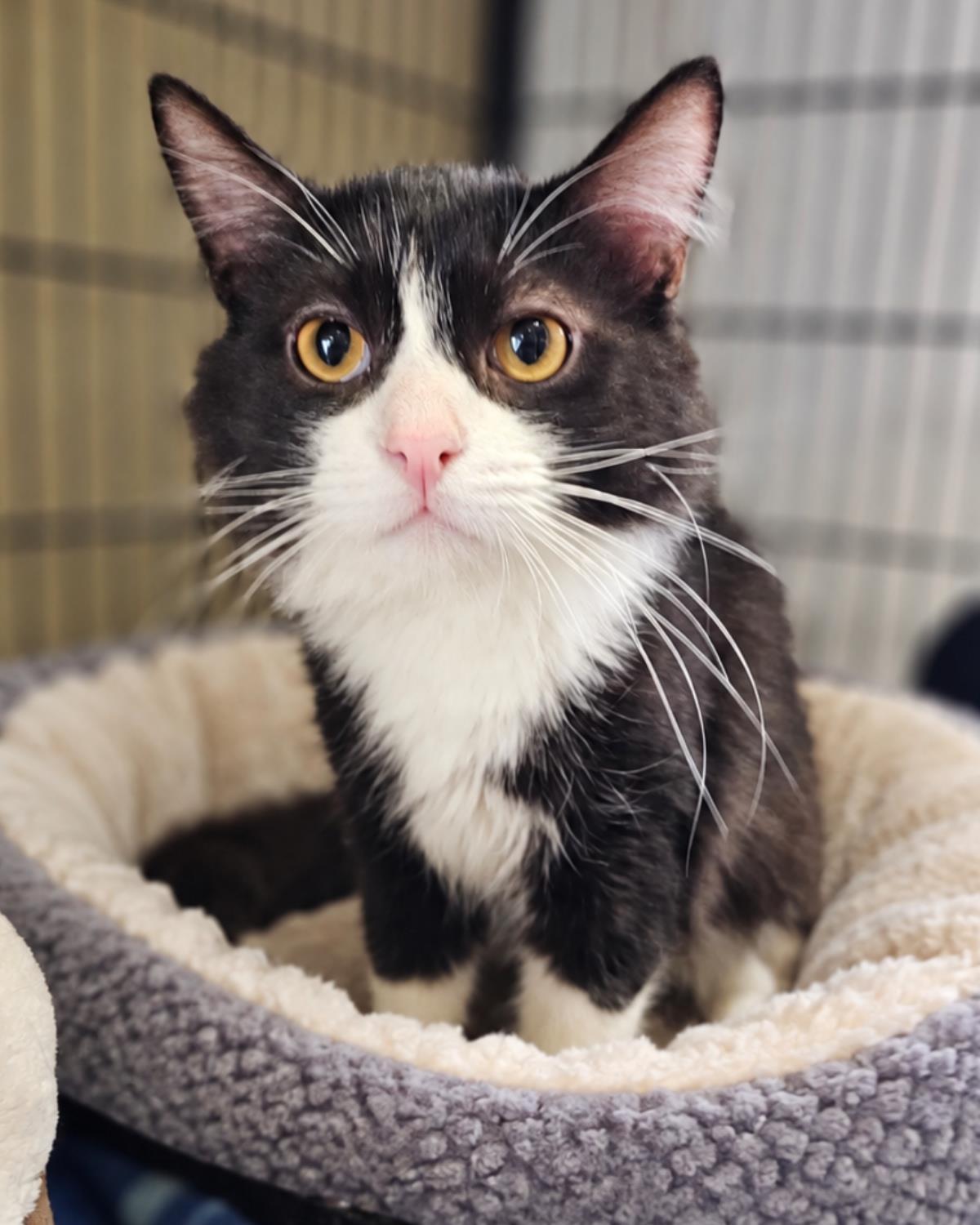 Enlarge Julian, a Adoptable Domestic Medium Hair in Rockwall, TX image 3/3