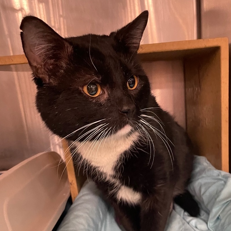 Galileo, an adopted Domestic Short Hair Mix in Maple Shade, NJ_image-1