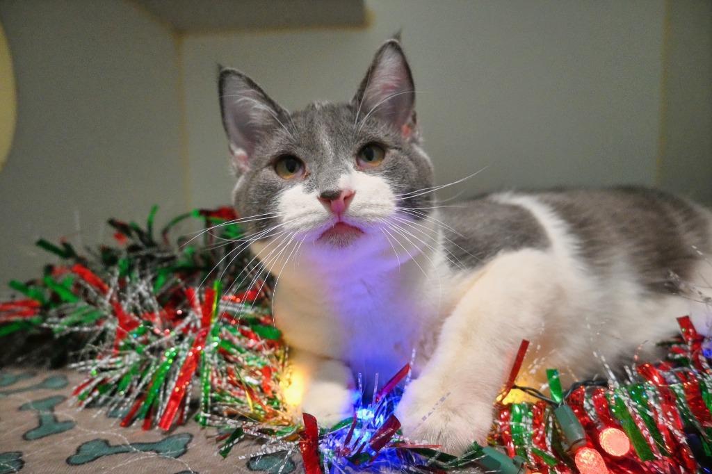 sm3 Rocco, Adoptable, Young Male Domestic Short Hair.