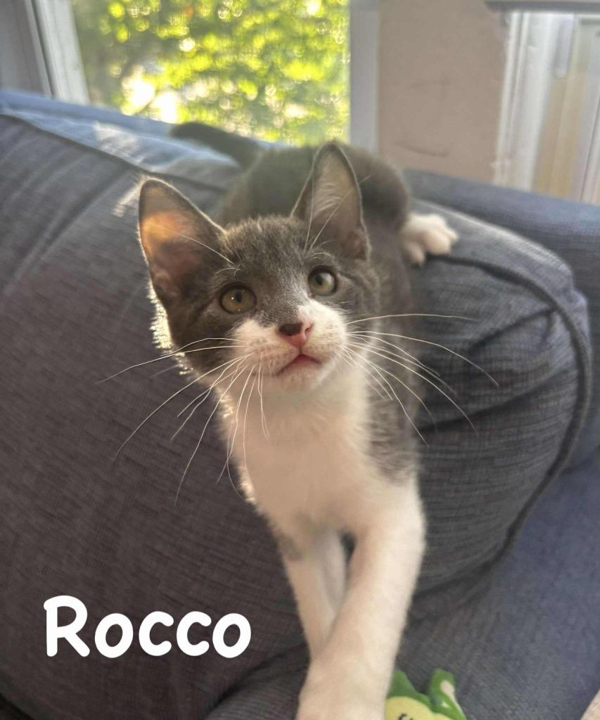 sm3 Rocco, a Adoptable mixed breed in Ashland, WI image 2/3