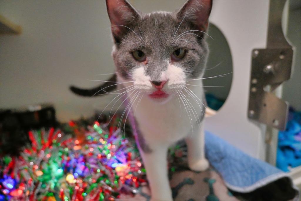 sm3 Rocco, a Adoptable mixed breed in Ashland, WI image 3/3