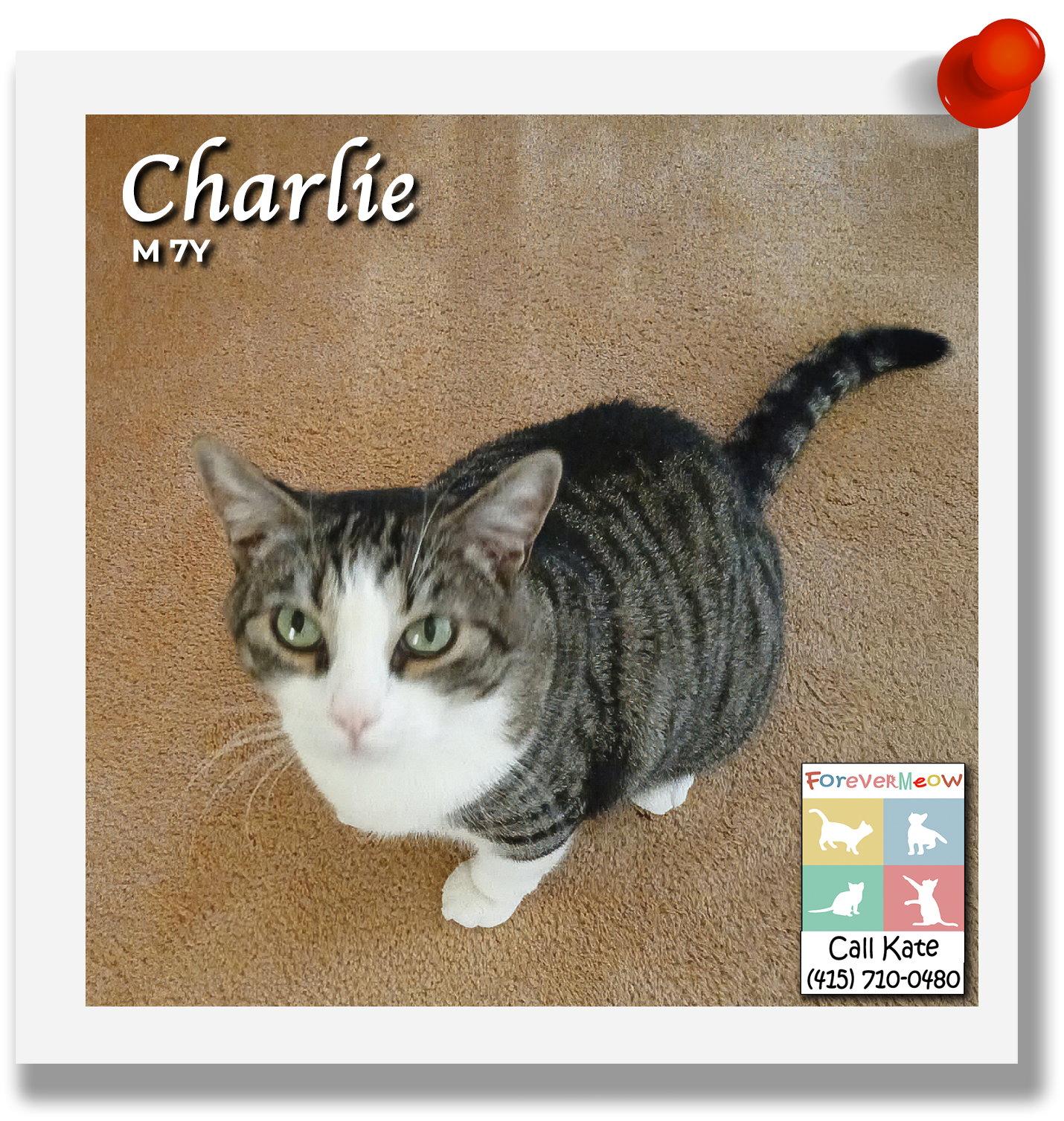 Charlie, Adoptable, Adult Male Domestic Short Hair.