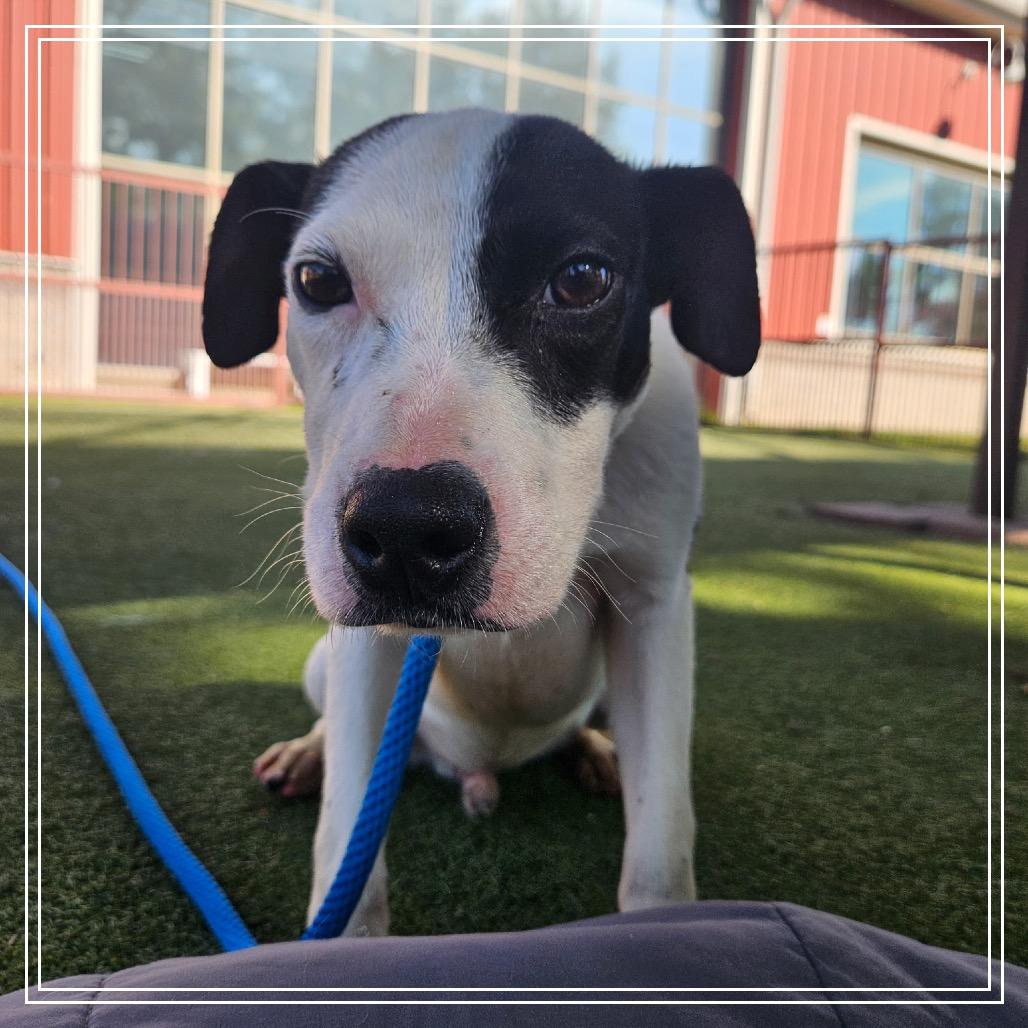 Enlarge POKER, a Adoptable Terrier in Upland, CA image 1/6