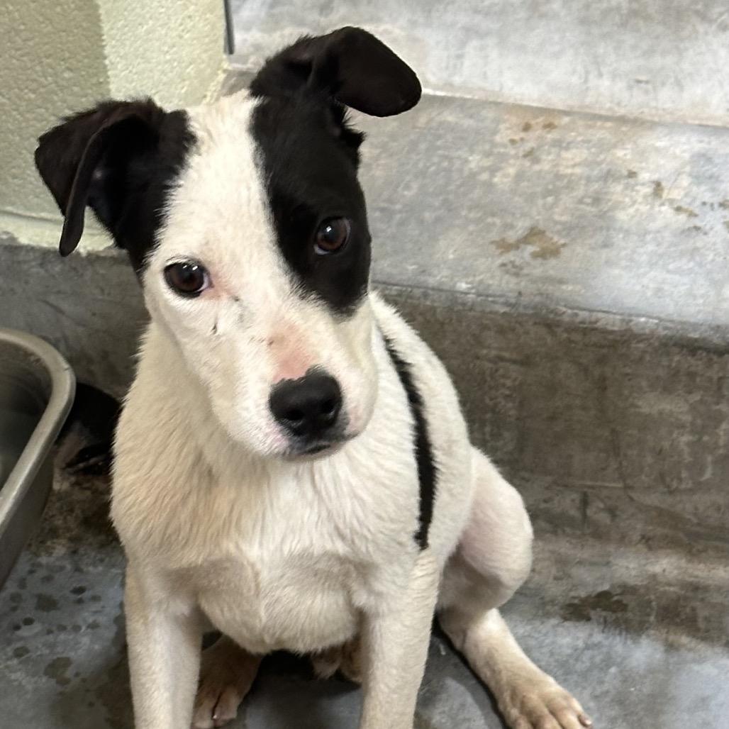 Enlarge POKER, a Adoptable Terrier in Upland, CA image 2/6