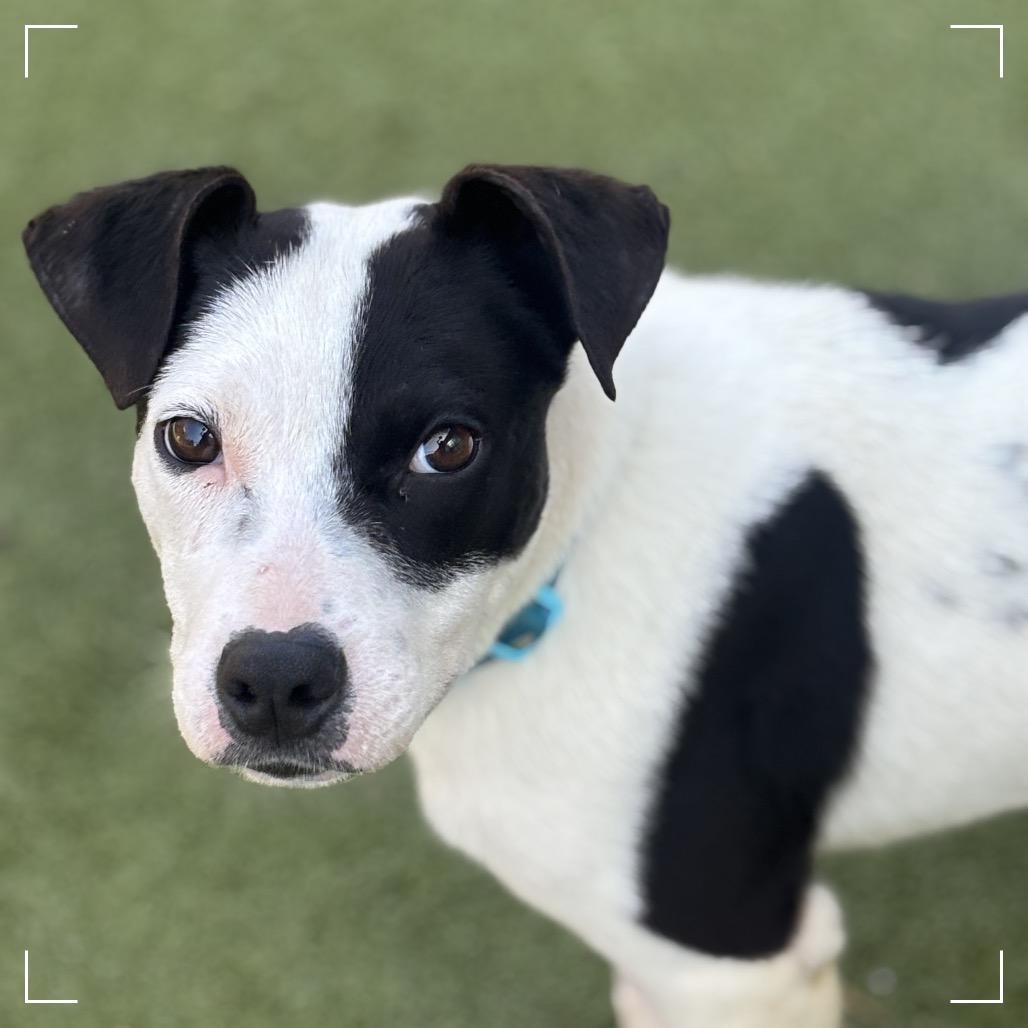 Enlarge POKER, a Adoptable Terrier in Upland, CA image 3/6
