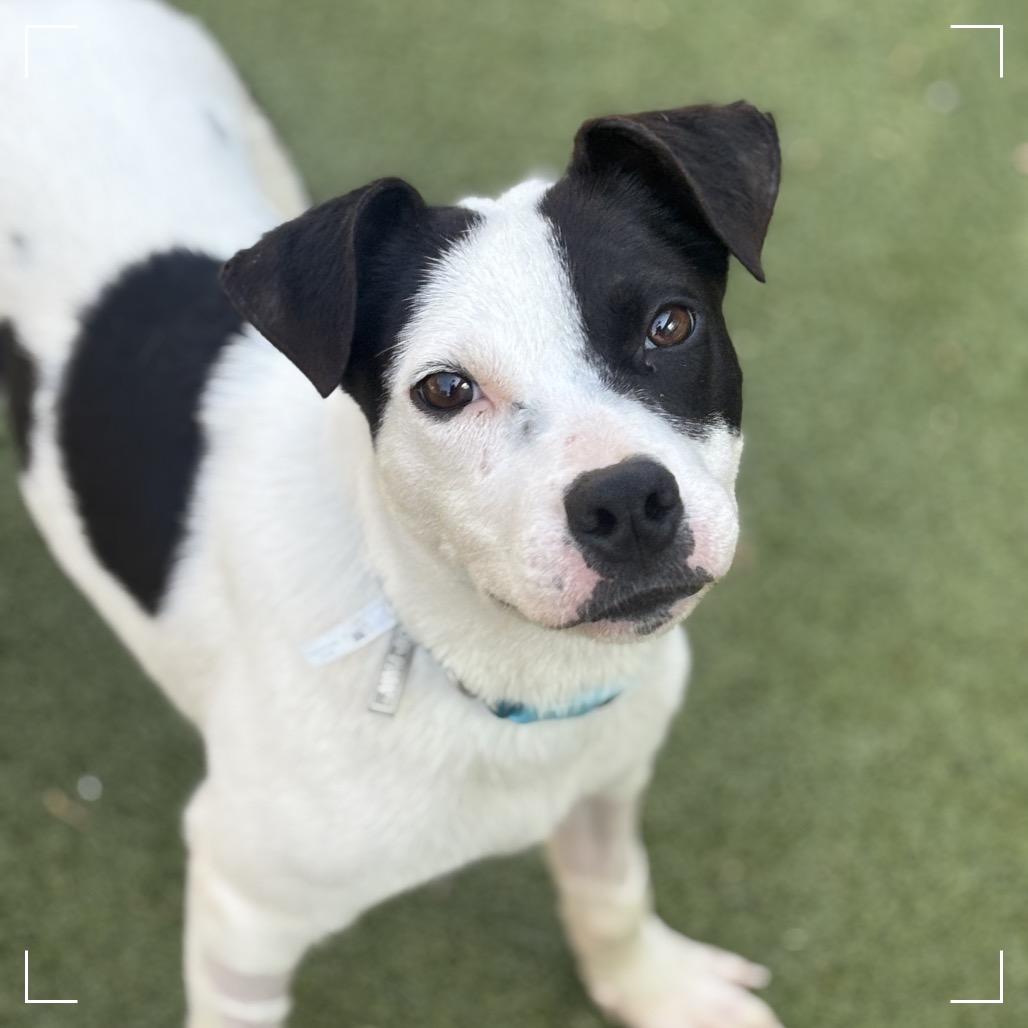 Enlarge POKER, a Adoptable Terrier in Upland, CA image 4/6