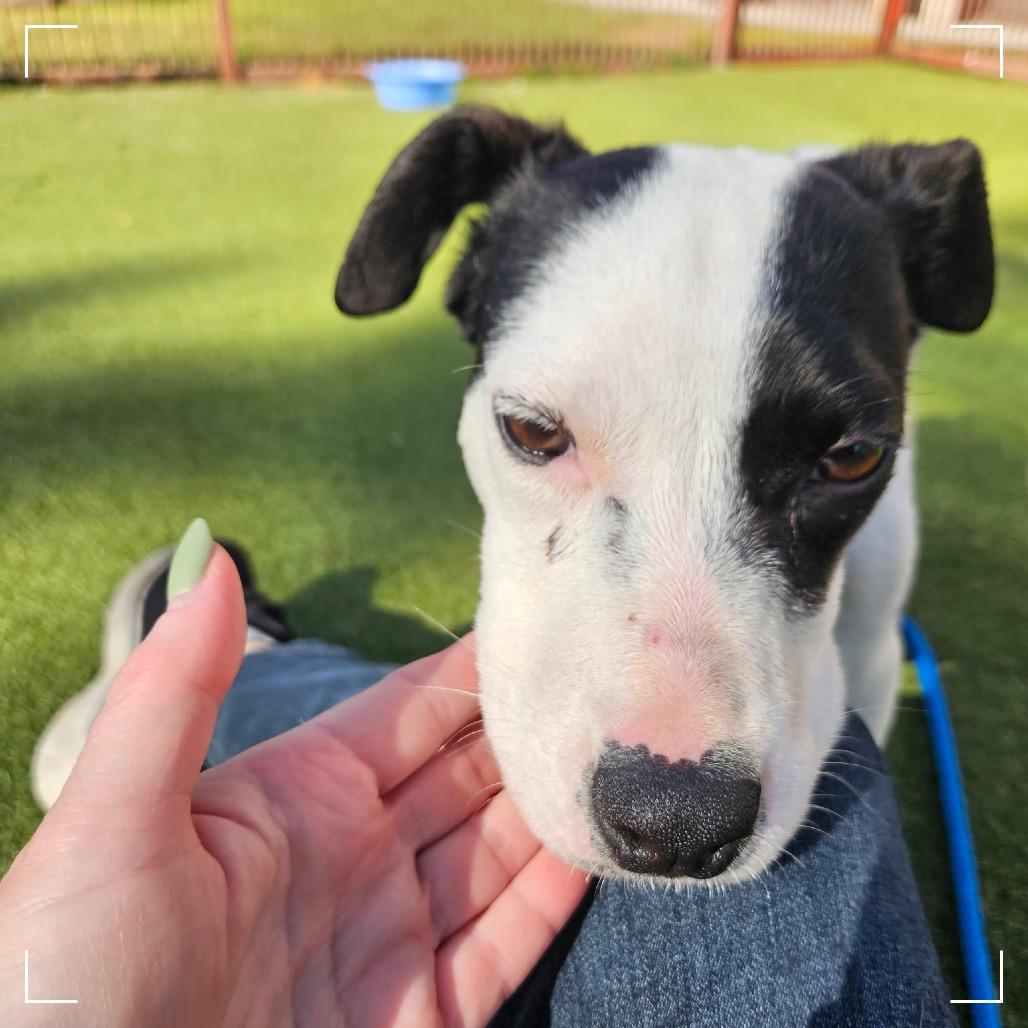 Enlarge POKER, a Adoptable Terrier in Upland, CA image 5/6