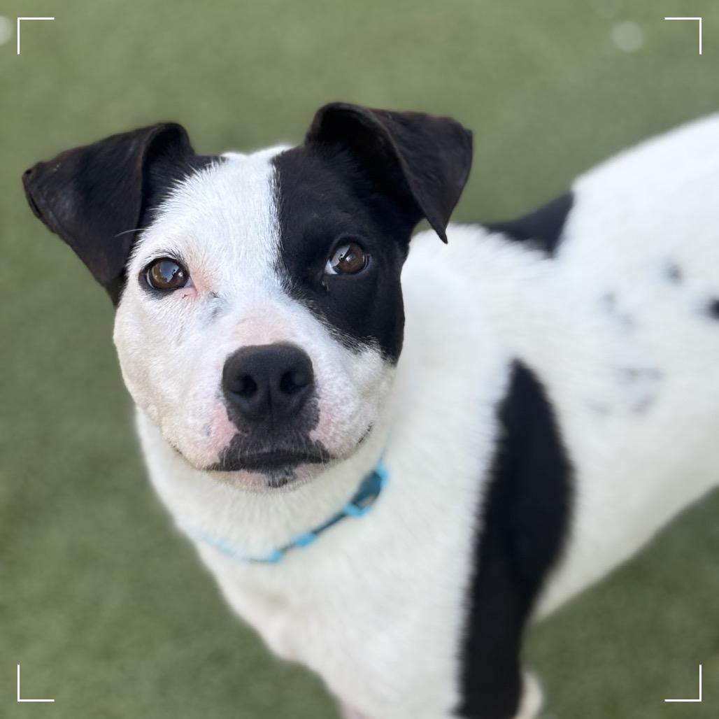 Enlarge POKER, a Adoptable Terrier in Upland, CA image 6/6