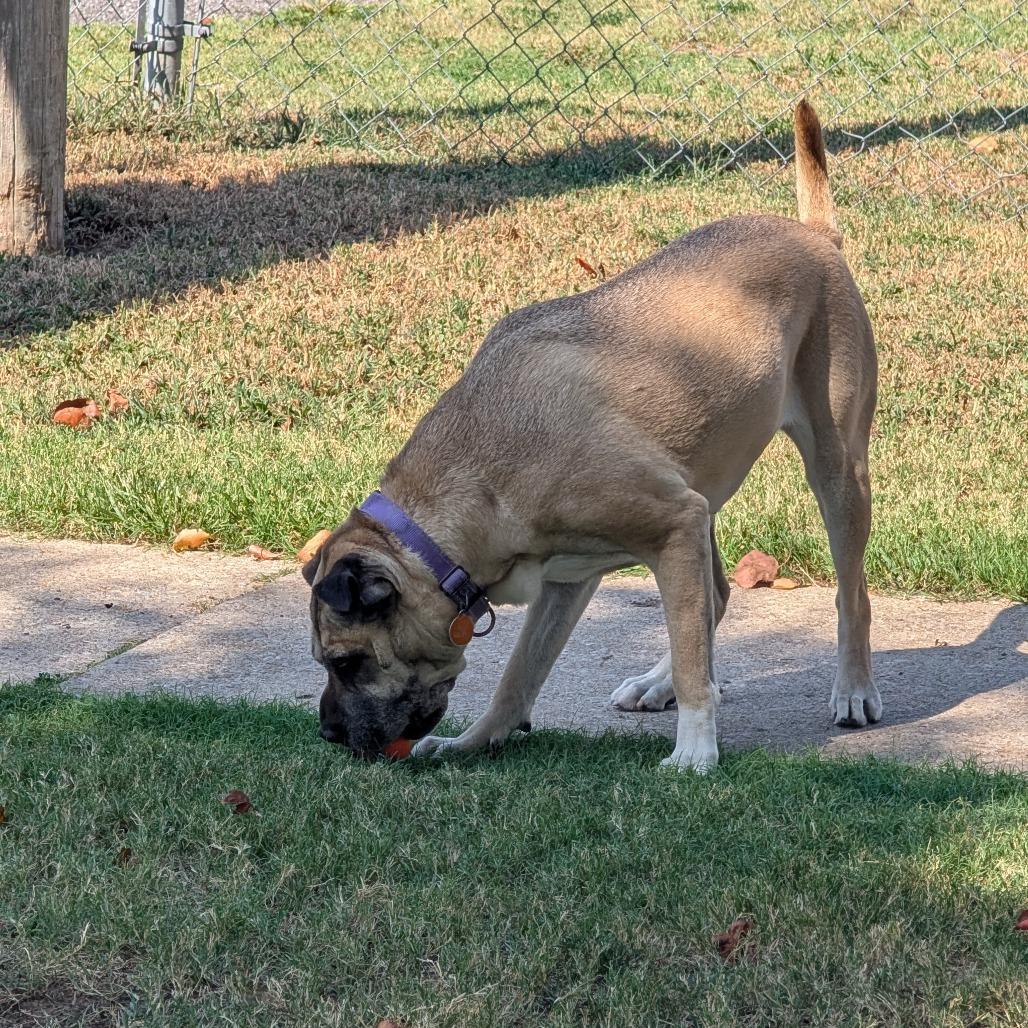Enlarge Daisy, a Adoptable Mixed Breed in Tulsa, OK image 1/6