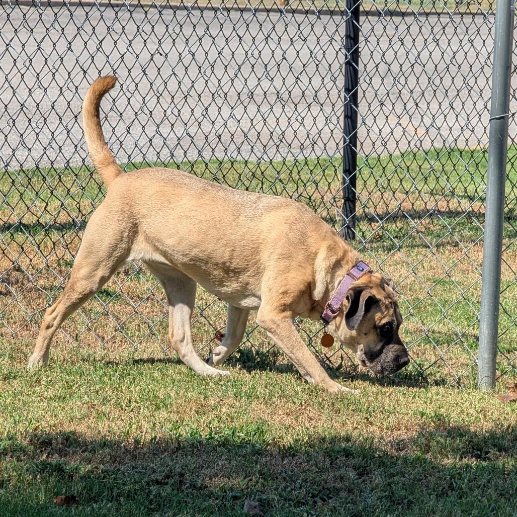 Enlarge Daisy, a Adoptable Mixed Breed in Tulsa, OK image 2/6