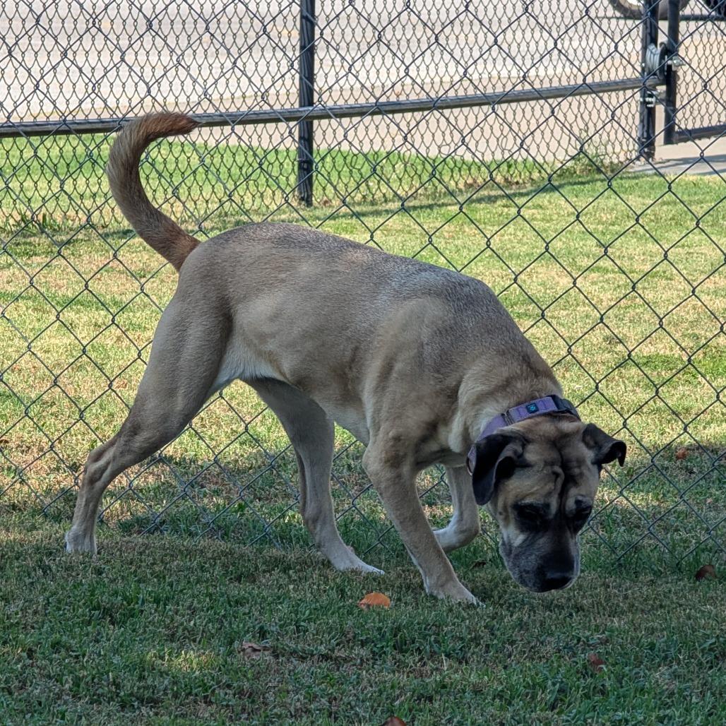 Enlarge Daisy, a Adoptable Mixed Breed in Tulsa, OK image 3/6