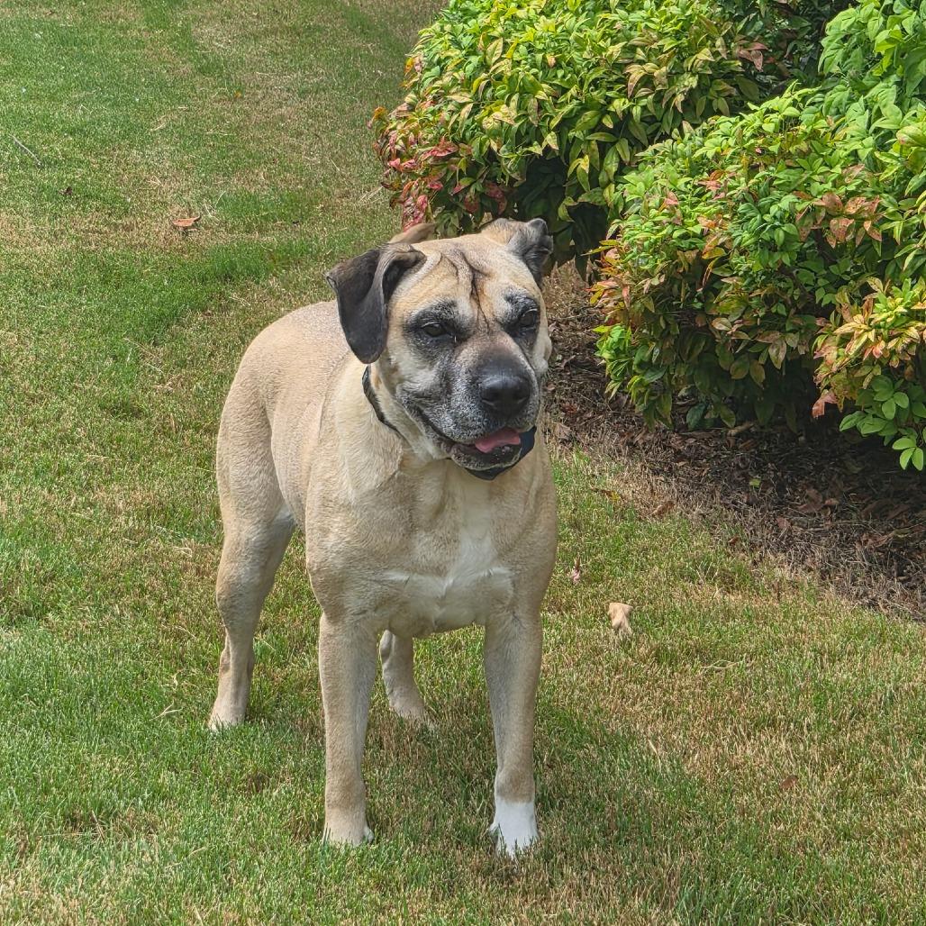 Enlarge Daisy, a Adoptable Mixed Breed in Tulsa, OK image 4/6