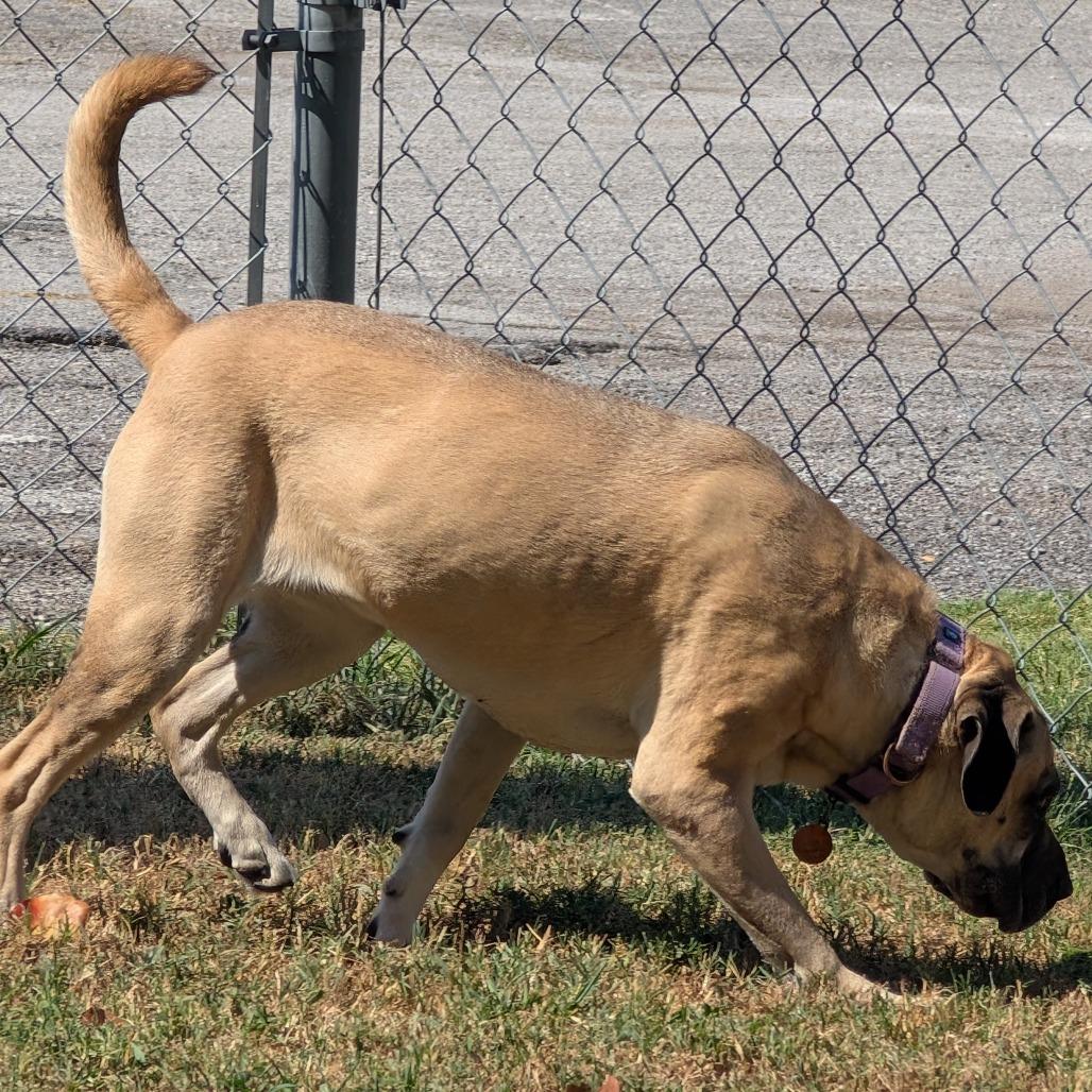 Enlarge Daisy, a Adoptable Mixed Breed in Tulsa, OK image 5/6