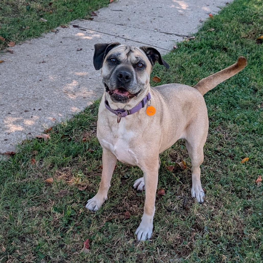 Enlarge Daisy, a Adoptable Mixed Breed in Tulsa, OK image 6/6