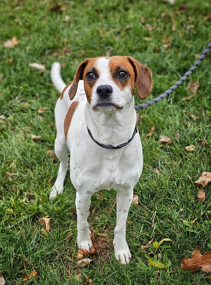 Lumi, Adoptable, Adult Female Beagle & Jack Russell Terrier.