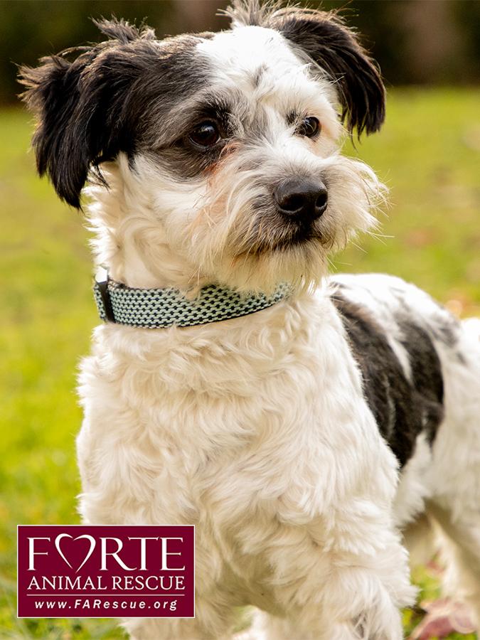 Carl, an adoptable mixed breed in Marina Del Rey, CA image 5/6