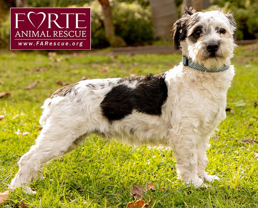 Carl, an adoptable mixed breed in Marina Del Rey, CA image 6/6