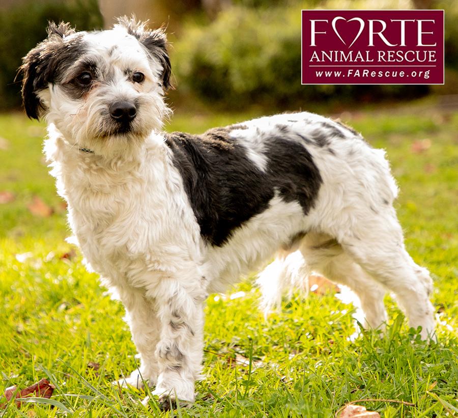 Carl, an adoptable mixed breed in Marina Del Rey, CA image 2/6