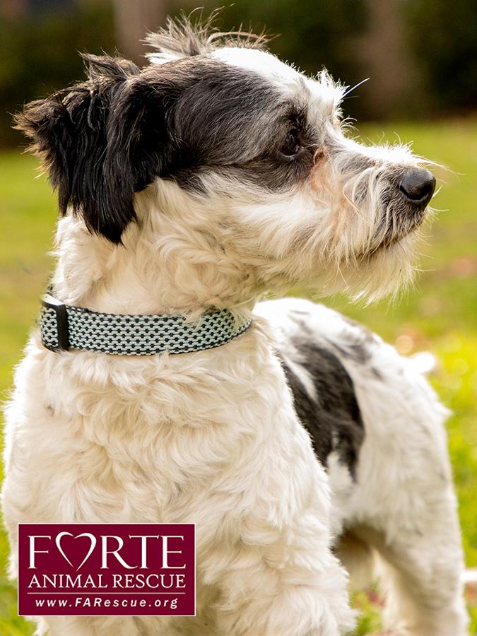 Carl, an adoptable mixed breed in Marina Del Rey, CA image 4/6