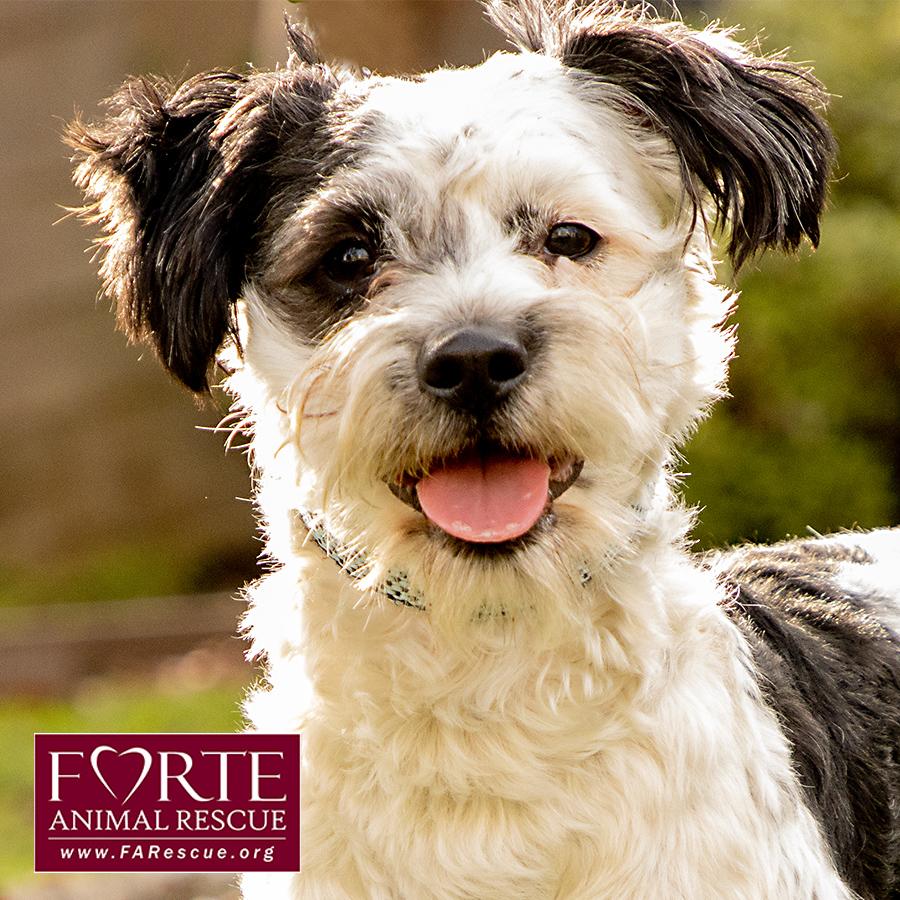 Carl, an adoptable mixed breed in Marina Del Rey, CA image 1/6